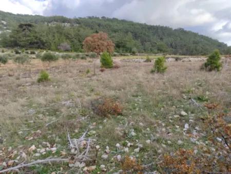 11.600 M² Flat Bargain Land For Sale In Muğla Milas Densityoluk