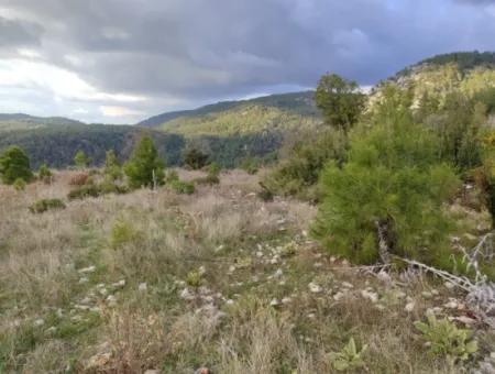 11.600 M² Flat Bargain Land For Sale In Muğla Milas Densityoluk