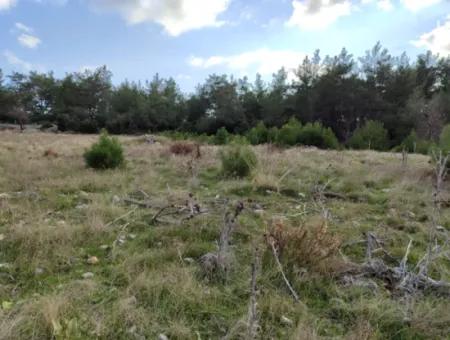 11.600 M² Flat Bargain Land For Sale In Muğla Milas Densityoluk