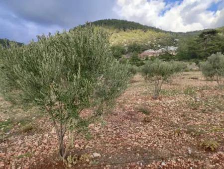 11.600 M² Flat Bargain Land For Sale In Muğla Milas Densityoluk
