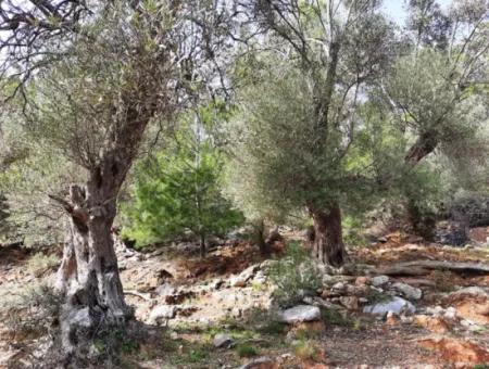 The Right Of Possession Of 3 100 M2 Treasury Land In Muğla Ortaca Dalyan Gökbel Will Be Transferred