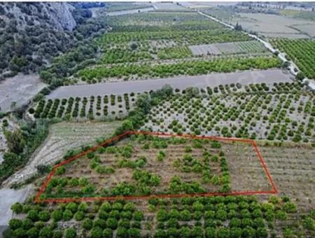 13.500 M2 Citrus Orchard In Ortaca Mergenli For Sale