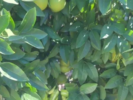 2 1, 70 M2 Village House For Sale On 902 M2 Land Zero To Ortaca Akıncı Sarıgerme Road