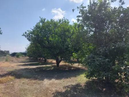 On The Border Of Muğla Okçular Dalyan, 500 M2 Cooperative Land Is For Sale At An Urgent Bargain Price