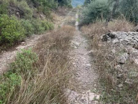 1.025 M2 Qualified Olive Grove Land In Muğla Milas Çakıralan Is For Sale