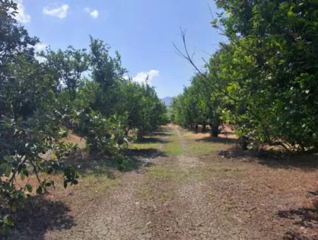 Muğla Okçular On The Border Of Dalyan 750 M2 Cooperative Land Is For Sale At An Urgent Bargain Price