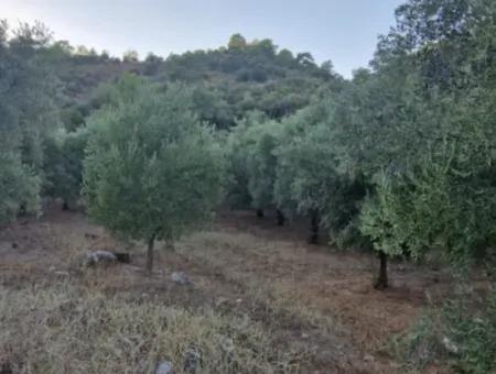 Muğla Köyceğiz Çandır Mah.4 250 M2 Olive Grove For Sale