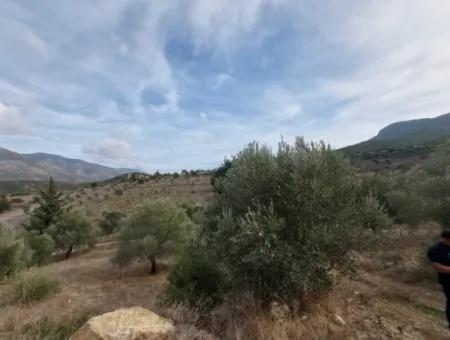 8.400 M² Bargain Olive Grove For Sale With Detached Title Deed In Datça Yazı, Muğla