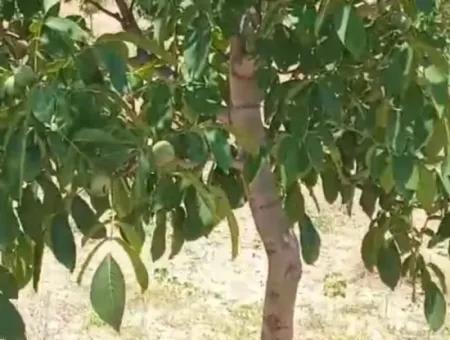 37.000 M2 Walnut Orchard In Denizli Tavas Ulukent For Sale