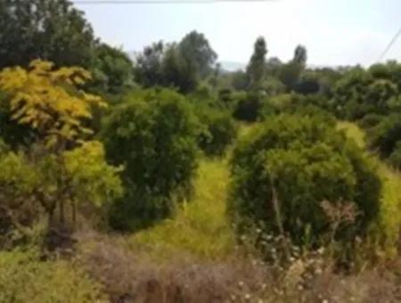 From The Main Road Land For Sale In Koycegiz Zeytinalani Zero