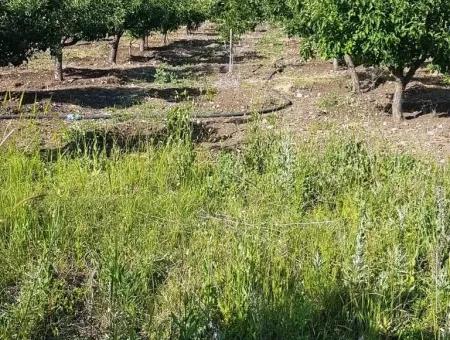 The Apple Orchard Is Also For Sale Bargain St John Gokceyaka Denizli