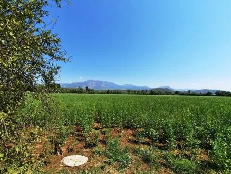 Efficient Field For Sale In Koycegiz