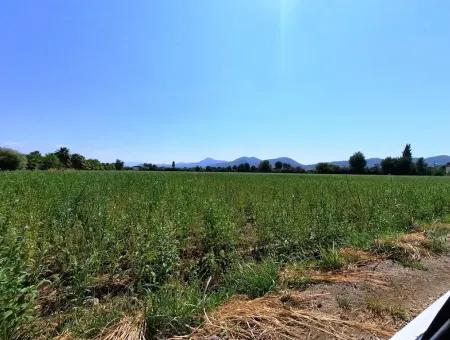 Efficient Field For Sale In Koycegiz