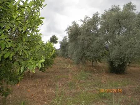 Köycegiz Yangıda 9406 M2 Efficient Field For Sale