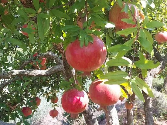 Muğla, в Dalyan с горным и природным видом 4 500 m2 отдельный сад граната продаётся