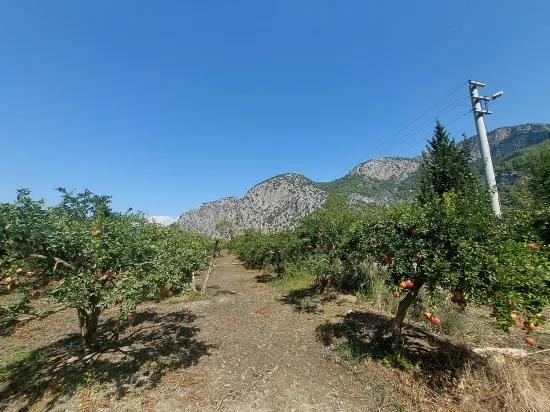 Muğla, в Dalyan с горным и природным видом 4 500 m2 отдельный сад граната продаётся