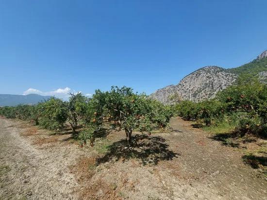 Muğla, в Dalyan с горным и природным видом 4 500 m2 отдельный сад граната продаётся