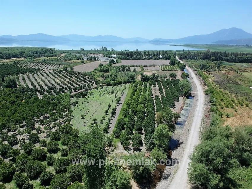 Для Продажи Поле в Toparlar Köyceğiz - Под Поле застройку - 2.650 m²