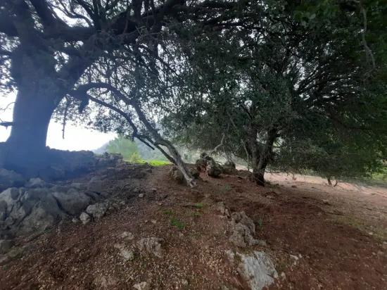 Muğla Ortaca В Gökbel 24.000 M² Внутри Природы Отдельный Участок