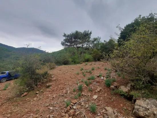 Muğla Ortaca В Gökbel 24.000 M² Внутри Природы Отдельный Участок