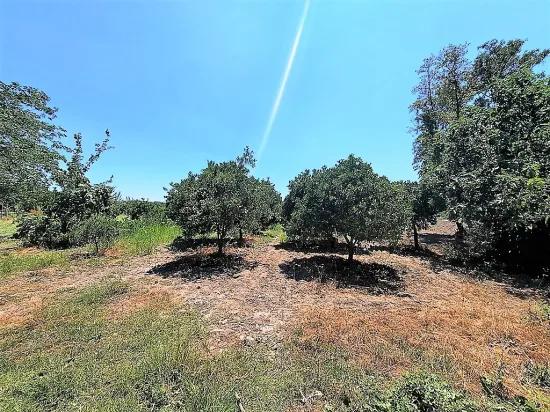 В Köyceğiz, Близко К Göle, Отдельный С Собственным Титулом 2.650 M2 Цитрусовый Сад Продаётся, Или Возможен Обмен.