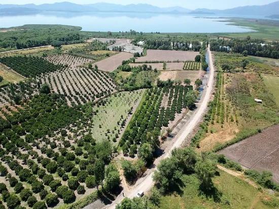 В Köyceğiz, Близко К Göle, Отдельный С Собственным Титулом 2.650 M2 Цитрусовый Сад Продаётся, Или Возможен Обмен.