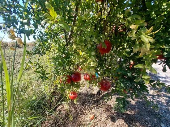 В Muğla, Dalyan 7 224 M2 Отдельный Участок Продаётся Или Из Ortaca Обмен Квартирой Возможен