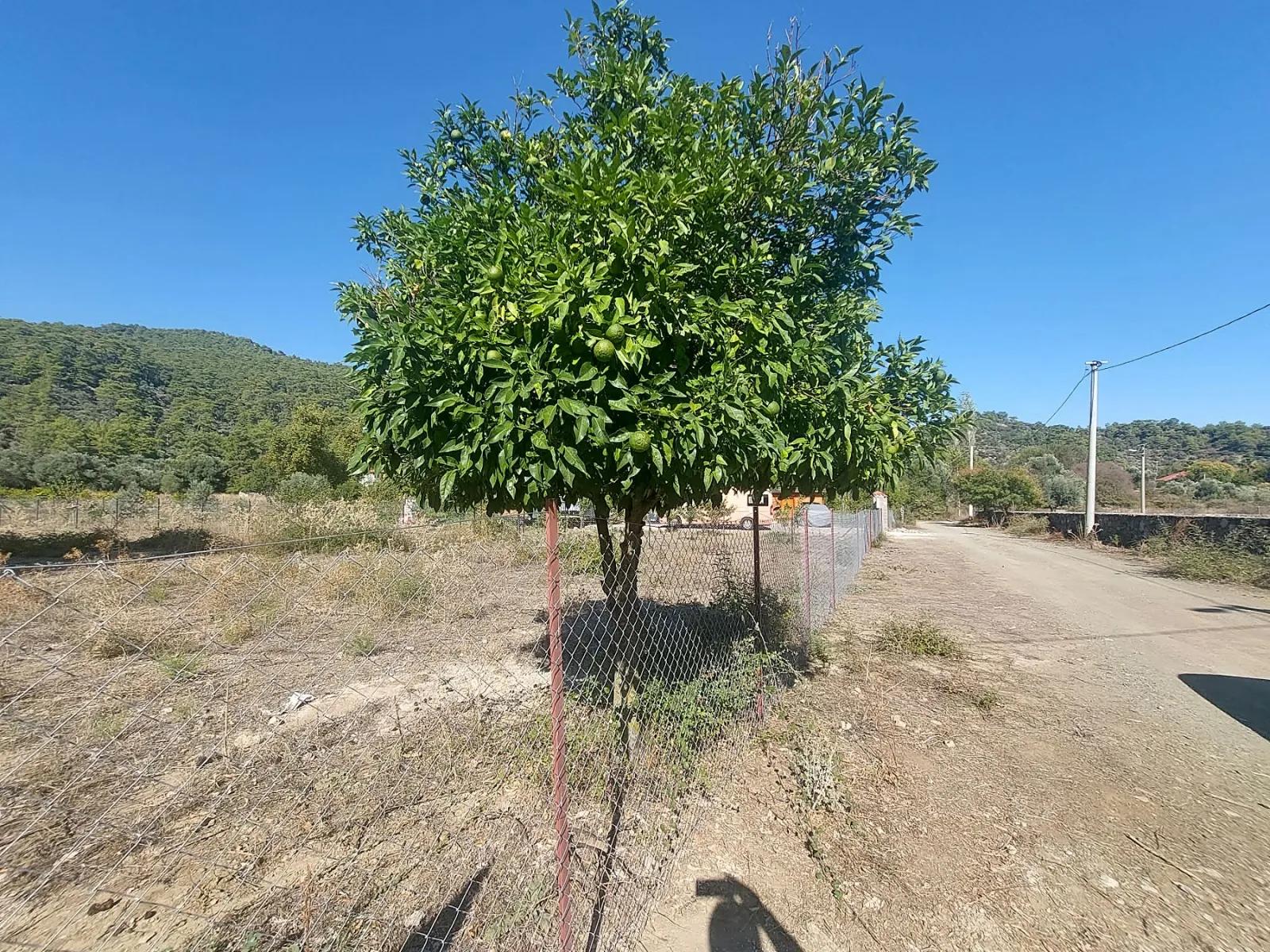 Köyceğiz Çandır Merkezde 1 000 m2 Kelepir Arazi Acil Satılık