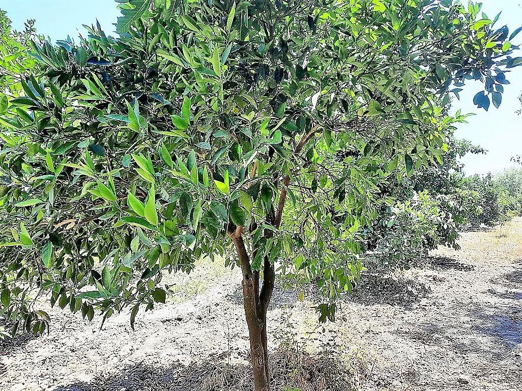 Muğla Köyceğiz Köyceğiz köyünde 1.000 m2 hisseli portakal bahçesi satılık
