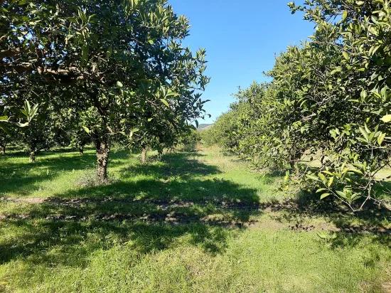 Ortaca Okçular da 1000 m2 Müstakil Arsa