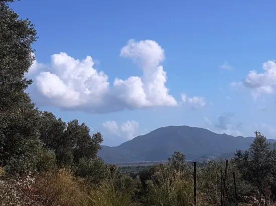 Ortaca Fevziye'de Kısmen deniz manzaralı 7.600 m2 Zeytinli kelepir arazi satılık