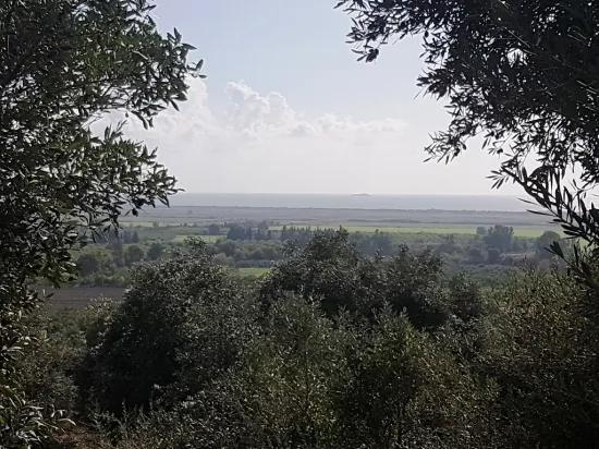 Ortaca Fevziye'de Kısmen deniz manzaralı 7.600 m2 Zeytinli kelepir arazi satılık