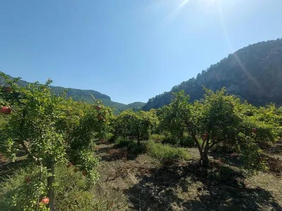 Muğla, Dalyan’da Dağ ve Doğa manzaralı 4 500 m2 Müstakil Nar bahçesi Satılık