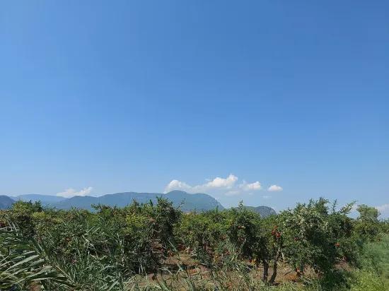 Muğla, Dalyan’da Dağ ve Doğa manzaralı 4 500 m2 Müstakil Nar bahçesi Satılık