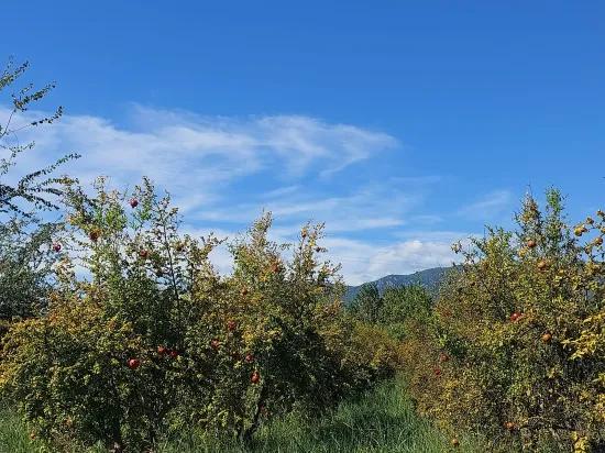 Muğla Dalyan’da 7 224 M2 Müstakil Tarla Satılık Veya Ortaca’dan Daire Takas Olur