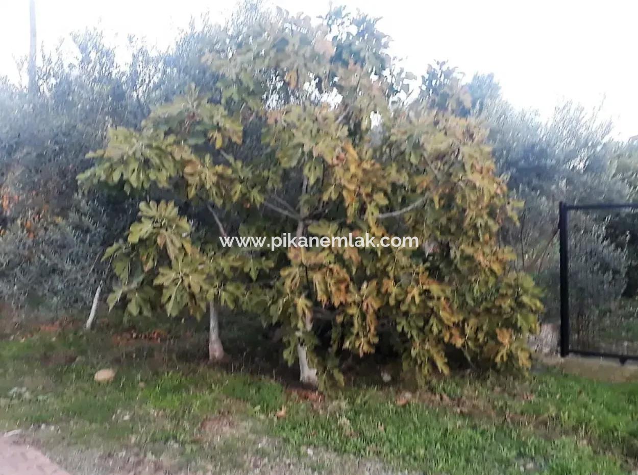 Köyceğiz Toparlarda Satılık Göl Manzaralı İmarlı Arsalar