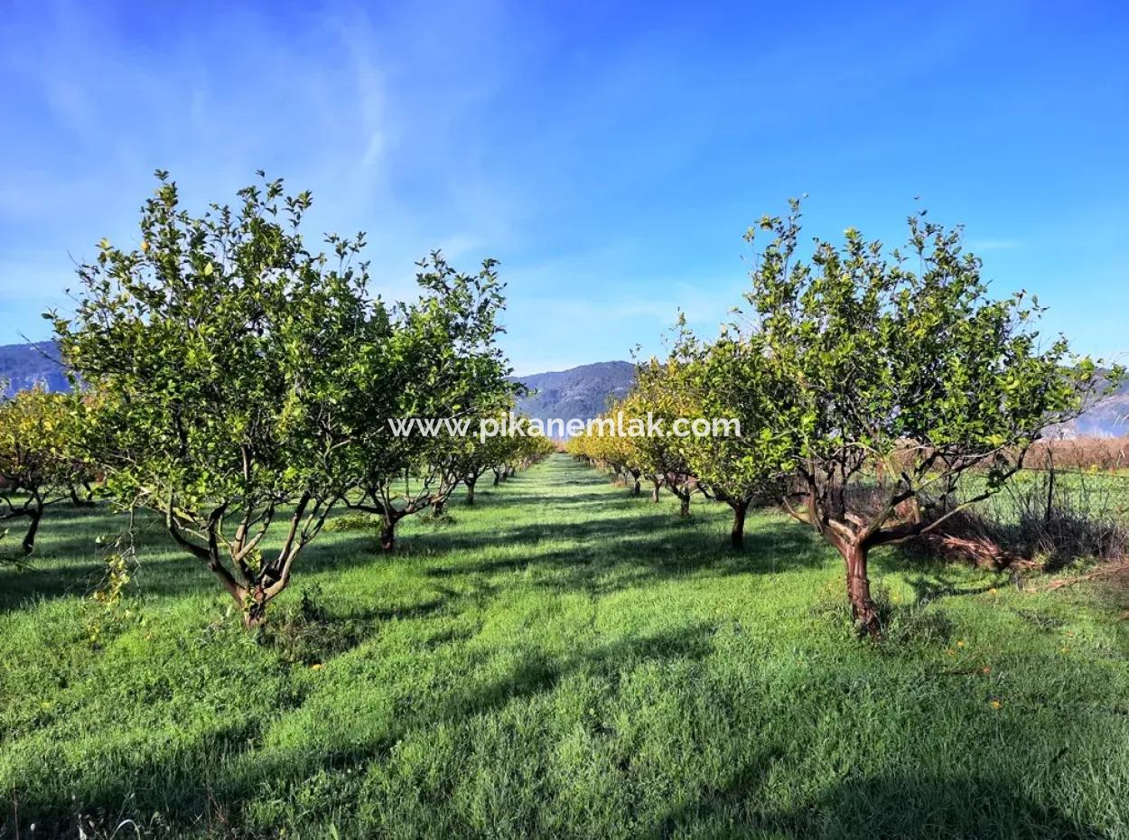 Ortaca Dalaklıda Satılık 10 000 M2 Müstakil Limon Bahçesi