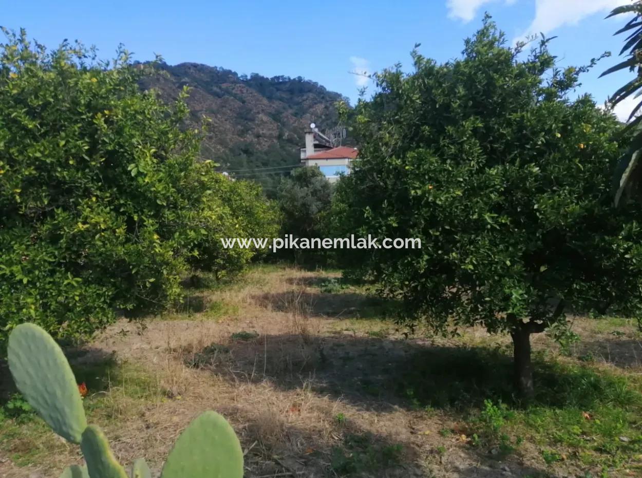 Ortaca Merkezde Dalaman-Fethiye Yolu Cepheli Yan Yana 3 Parsel Arsa Satılık