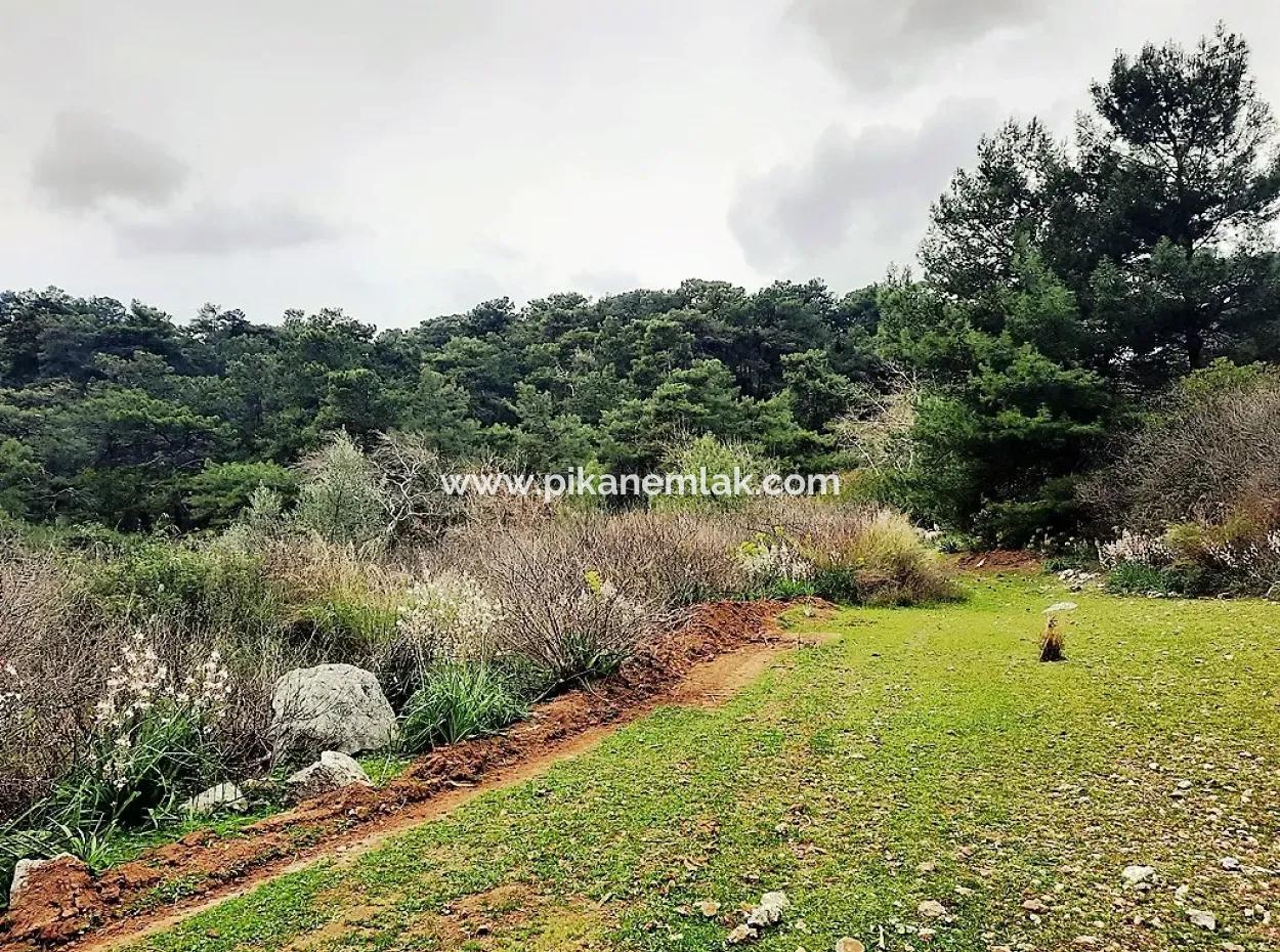 Dalyan Gökbelde Doğa İçinde Satılık 13,100 M2 Tarla