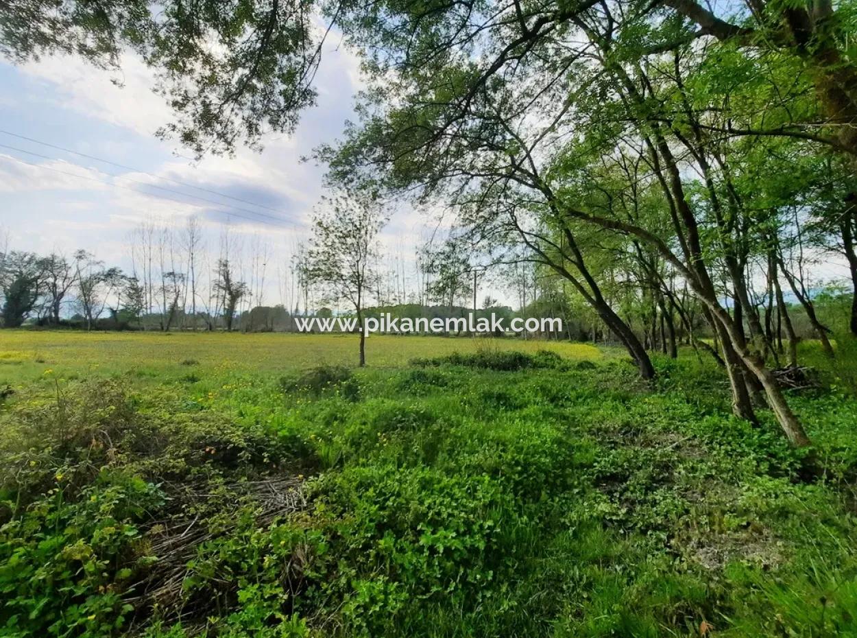 Köyceğiz Zeytinalanında Göl Manzaralı 7668 M2 Kelepir Arazi Satılık