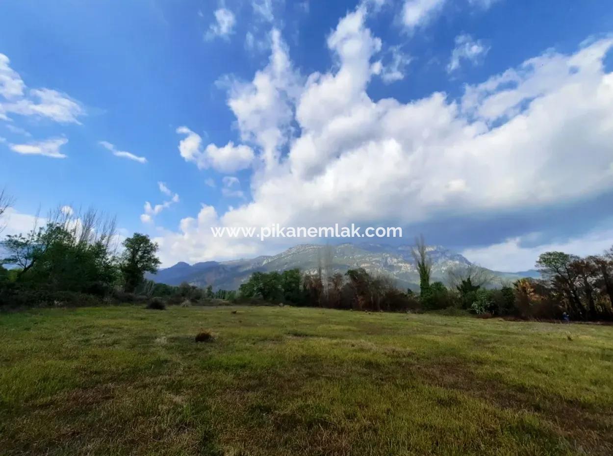 Köyceğiz Zeytinalanında Göl Manzaralı 7668 M2 Kelepir Arazi Satılık