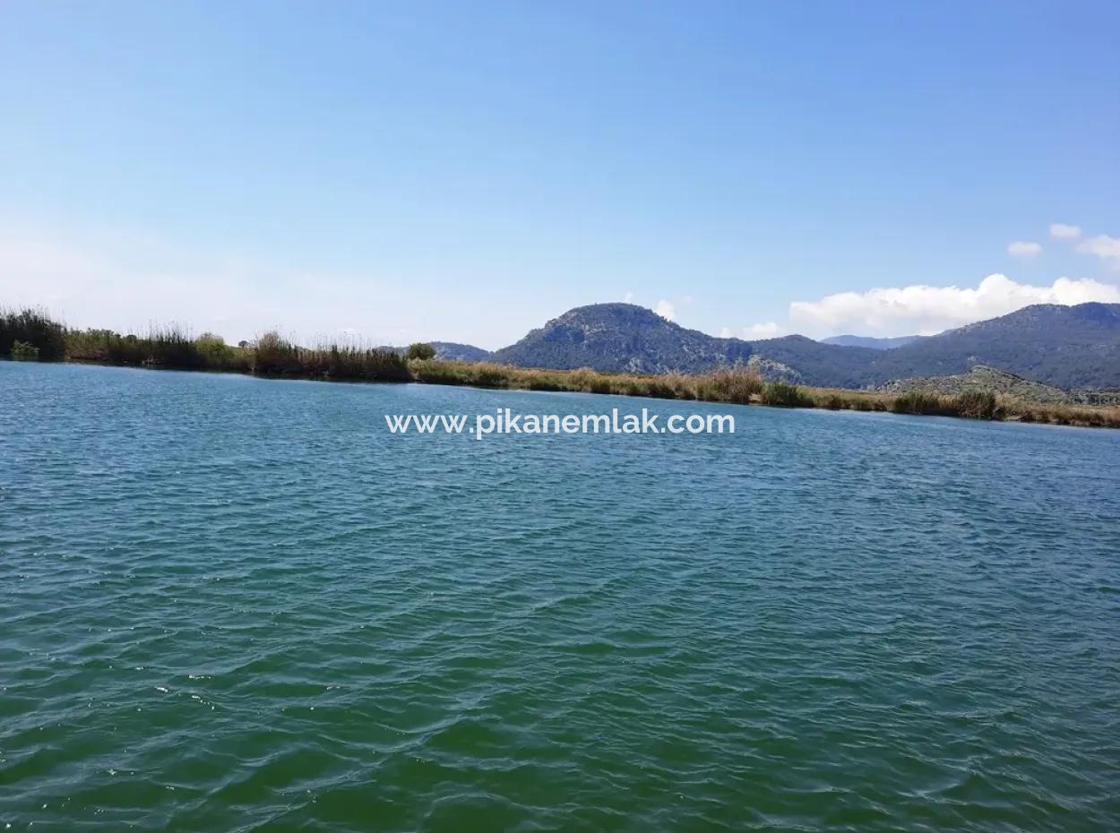 Muğla Dalyanda Satılık Kanala Sıfır Yatırıma Uygun Nar Bahçesi