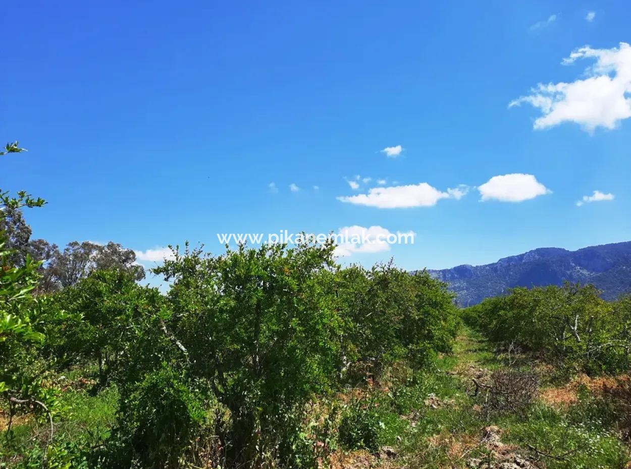 Muğla Dalyanda Satılık Kanala Sıfır Yatırıma Uygun Nar Bahçesi