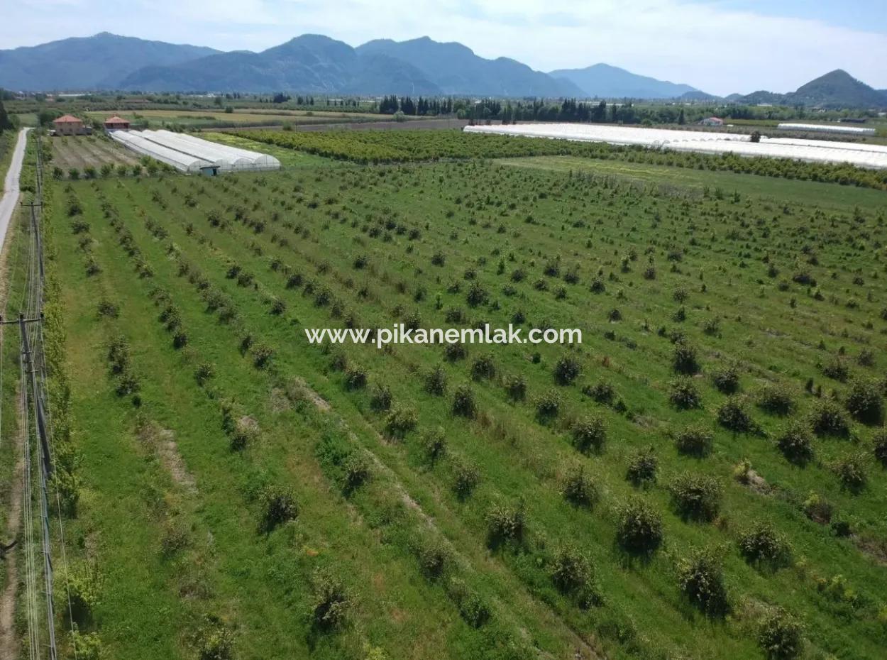 Ortaca Eskiköy De 26700 M2 Bakımlı Limon Bahçesi Satılık