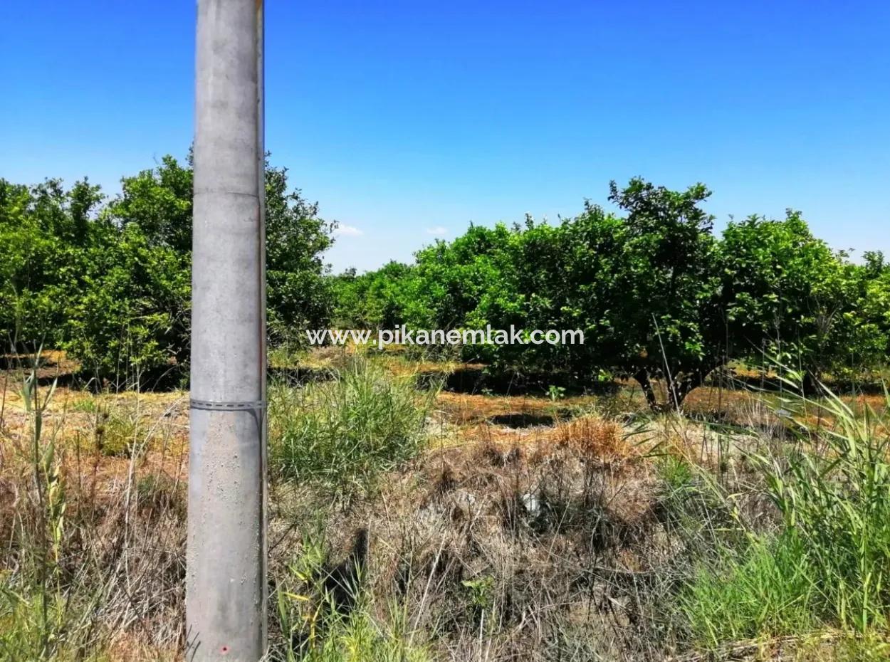 Ortacada Satılık Kelepir Limon Bahçesi