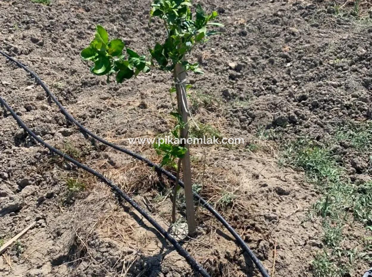 Muğla Ortaca Tepearasında 7300 M2 Limon Tarlası Satılık