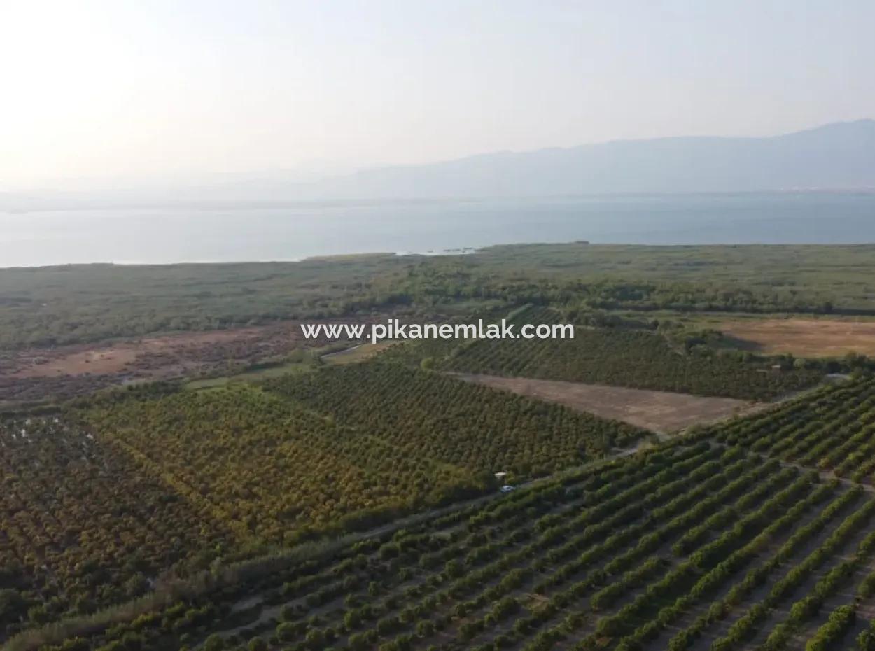 Muğla Ortaca Tepearasında Satılık Nar Bahçesi