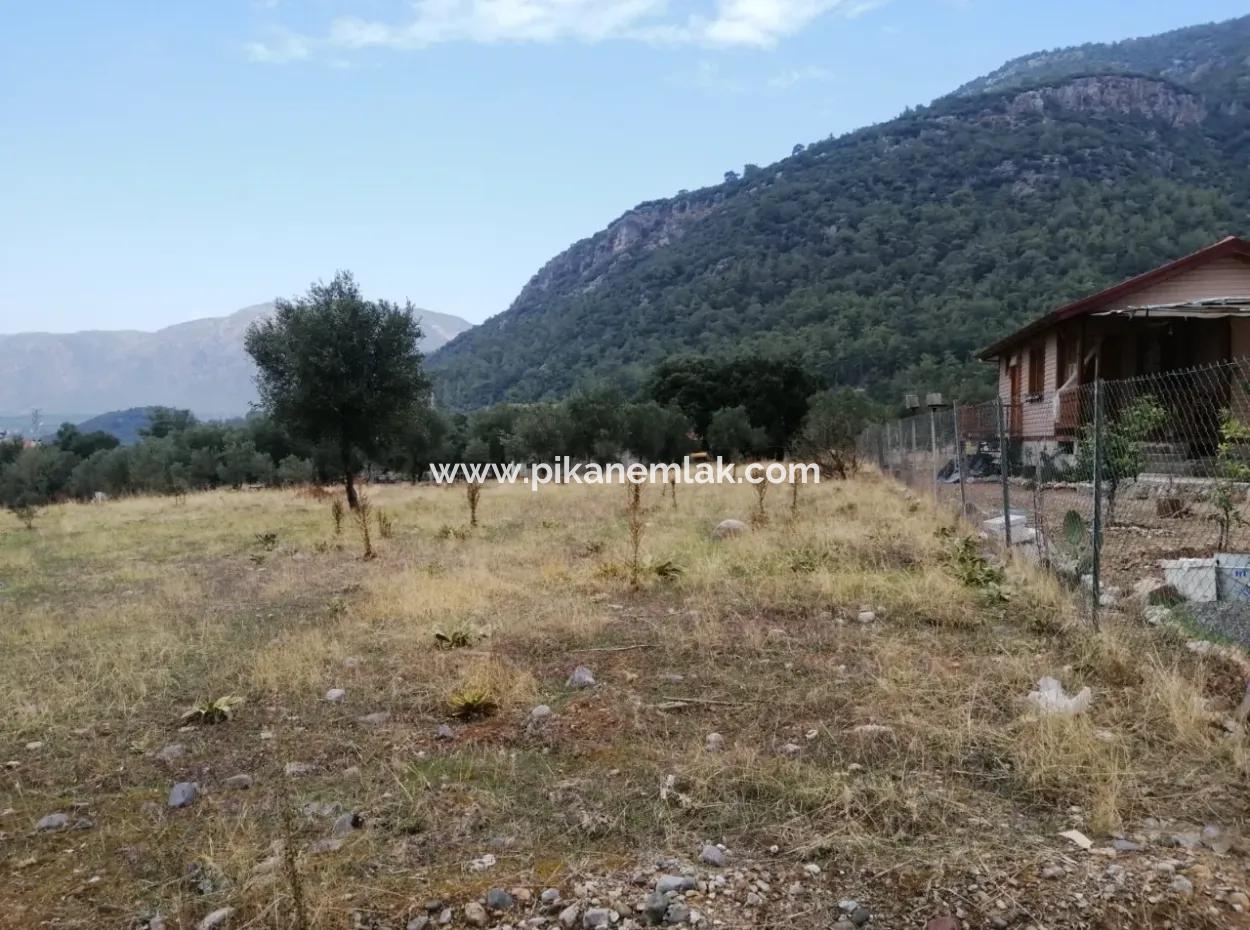 Muğla Köyceğiz Zeytinalanında Göl Manzaralı 2788 M2 Tarla Satılık