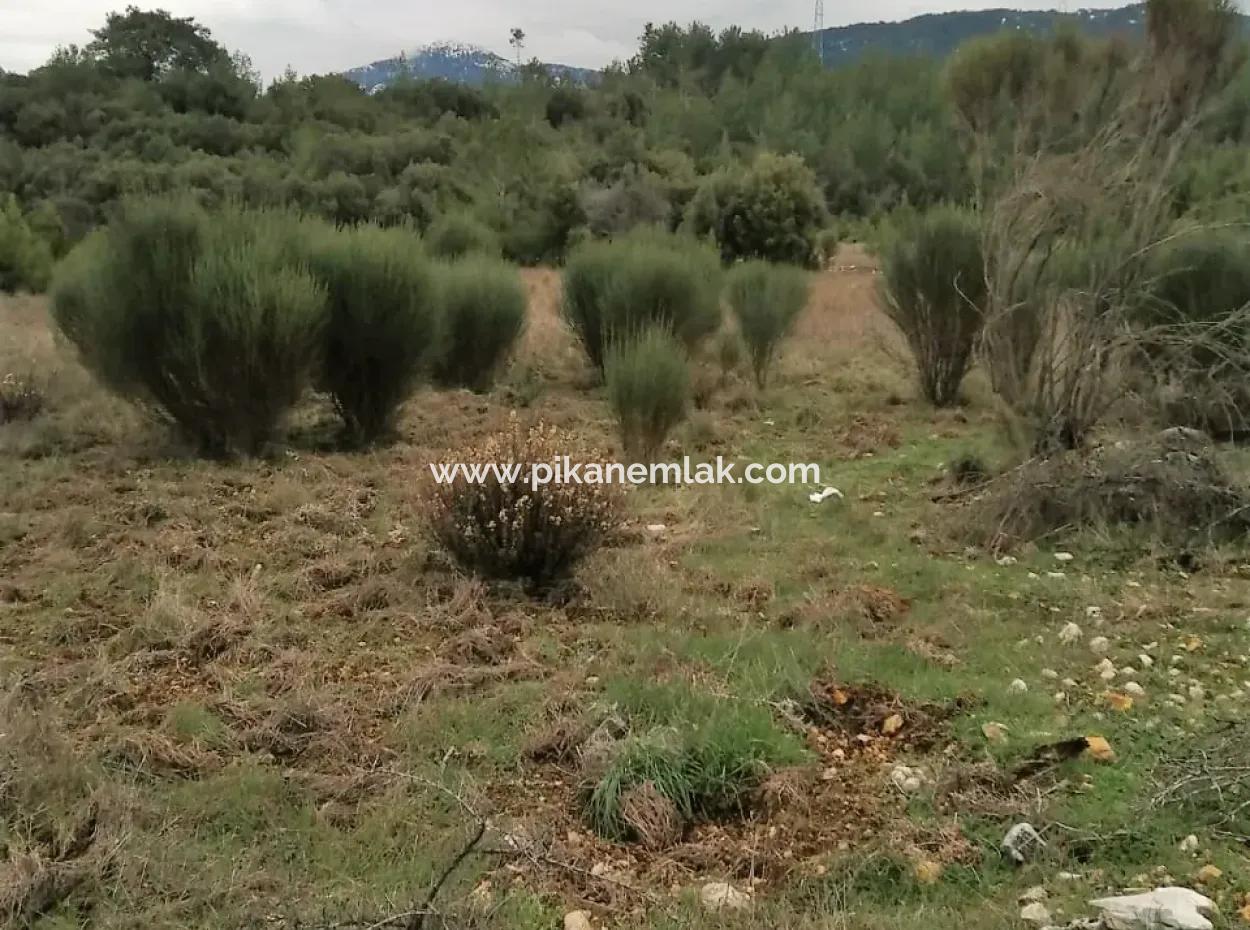 Muğla Dalaman Gürleyikte Satılık 30949 M2 Verimli Tarla