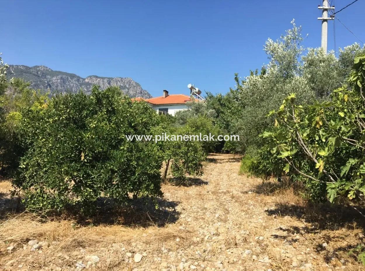 Köyceğiz Zeytinalanında Satılık Arazi